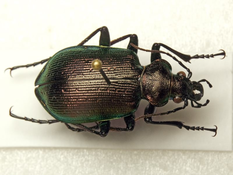 Calosoma inquisitor (Linne, 1758)